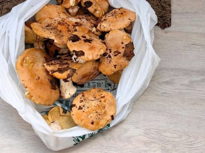 Благовещенка набрала грибов и загадала загадку в соцсетях