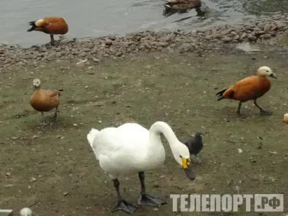 Опасность клещей: как защититься от болезней