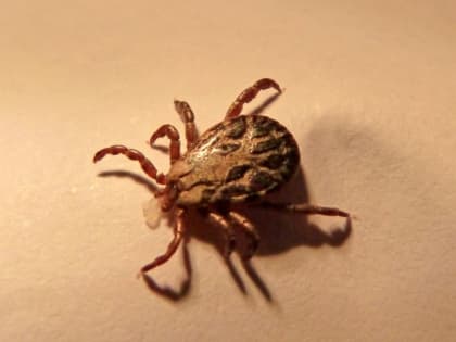 В Приамурье начался сезон активности клещей