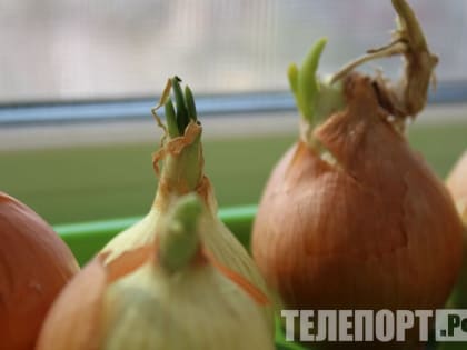 Луков день: «Лук от семи недуг»