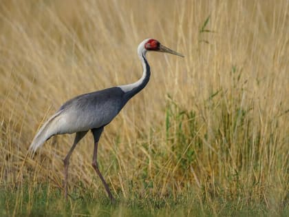 Почему перелетные птицы задержались в Амурской области, рассказали орнитологи