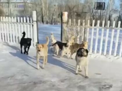 «Ну-ка фу!»: благовещенка сняла, как на нее едва не напала стая собак (видео)
