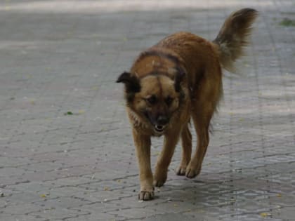 Амурскую чиновницу будут судить за халатность, из-за которой жители пострадали от укусов бездомных собак