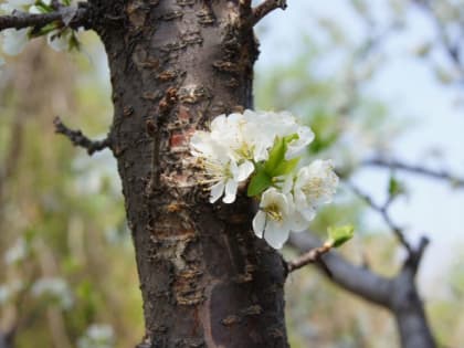 Синоптики пообещали россиянам теплый апрель