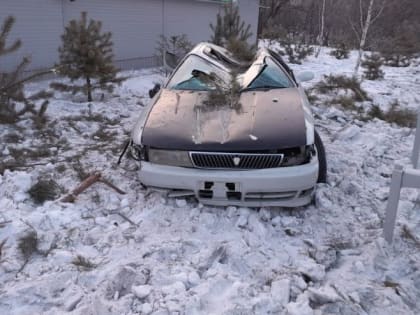Хвойные деревья пострадали от автомобиля в Райчихинске