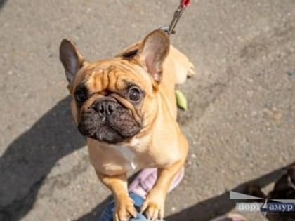 Бесплатная вакцинация домашних животных в Амурской области