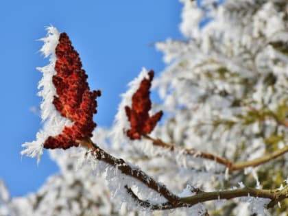 Ясный день без осадков ожидается в Благовещенске