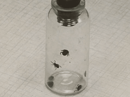 Что делать, если к вам присосался клещ