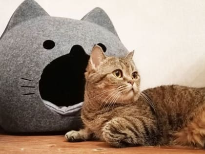 Список прививок для кошек, не выходящих из квартиры, составили ветеринары Приамурья