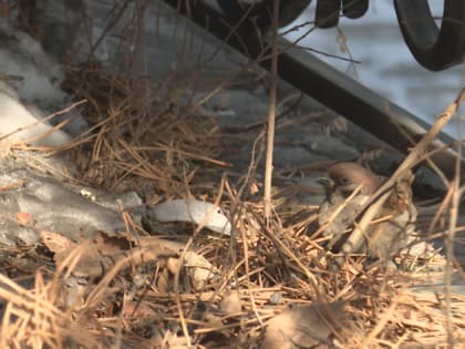 Плюсовая температура ожидается в Амурской области