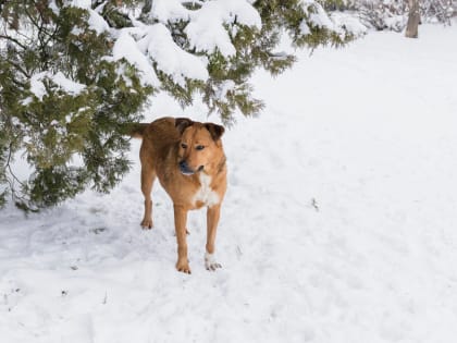 В Благовещенске отлавливают и чипируют бездомных собак