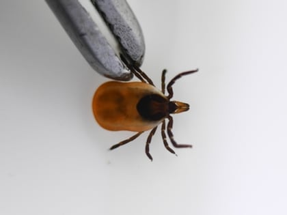 К клещам - с белым флагом выехали специалисты Роспотребнадзора