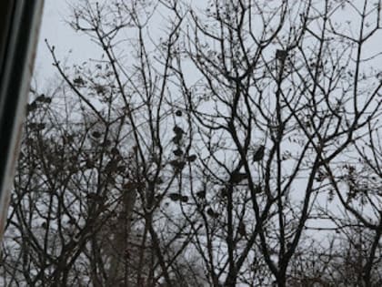 В Благовещенске сняли нашествие свиристелей (видео)