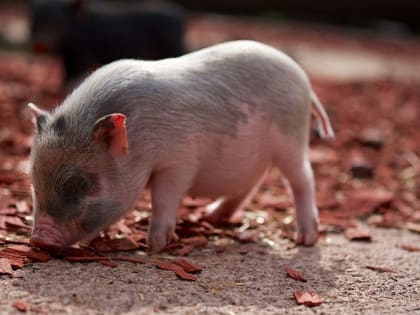 Сразу две вспышки африканской чумы свиней зафиксированы в Амурской области