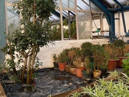 В оранжерее ГСТК стартовал сезон подготовки к озеленению города