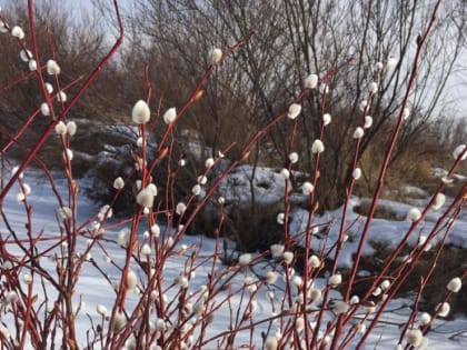 Освященная верба обладает целительной силой и оберегает дом