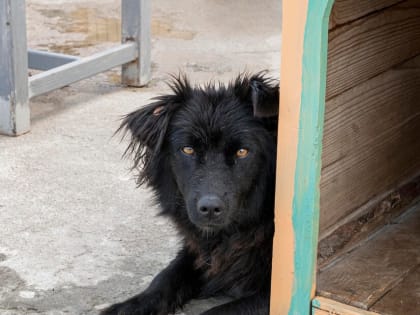 Какие районы Благовещенска обследуют специалисты по отлову собак сегодня?