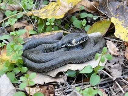 Правила поведения при встрече со змеями в Приамурье