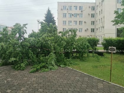 Возле правительства Приамурья рухнуло дерево