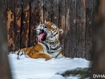 В Хабаровском крае исхудавшая тигрица вышла к людям в поисках пищи