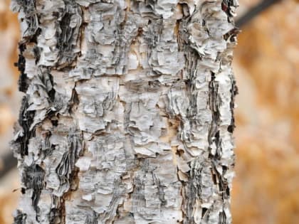 Алексей Теплый: «Алексей - из каждого сугроба кувшин пролей»