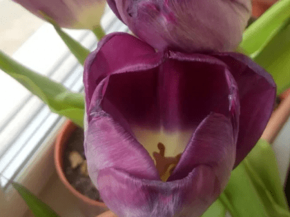 Голландские тюльпаны не смогут дарить россияне этой весной