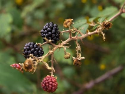 Сколько амурчане зарабатывают на дикоросах?