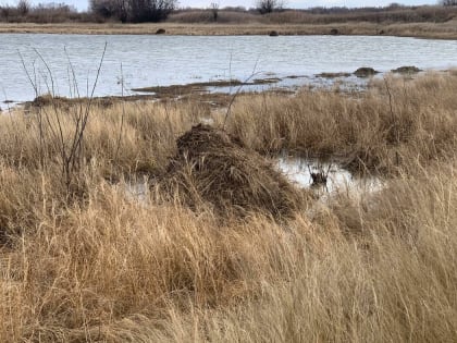 Двухуровневые домики строят ондатры к зиме у водоемов Амурской области (фото)