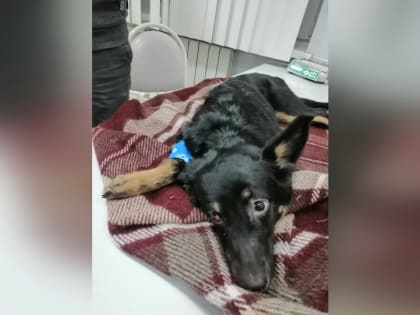 «Она едва могла двигаться, а из пасти шла кровь»: в Благовещенске на глазах шокированных детей выбросили с балкона собаку (фото, видео 18+)