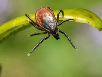 Клещ наступает: как избежать встречи с энцефалитом