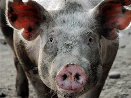 Африканская чума свиней могла прийти в Бурейский район из Китая
