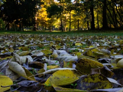 Российским дачникам разрешат сжигать сухую траву и мусор ближе к домам