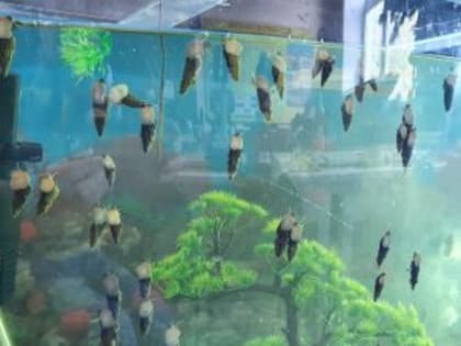 В медакадемии изучают жизненный цикл паразитов, обитающих только в Амурской области