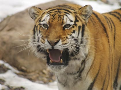 Пришлось ампутировать руку: охотнику, пострадавшему от нападения тигра, сделали операцию