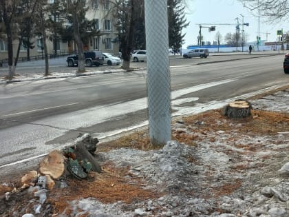 Как на это повлиять? В центре Благовещенска вырубили деревья напротив правительства (фото)