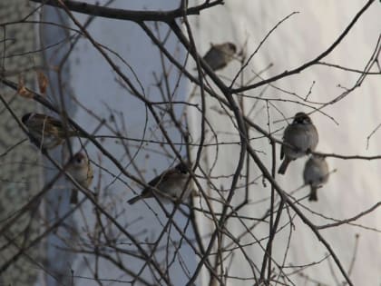 Тимофей Весновей - уж тепло у дверей