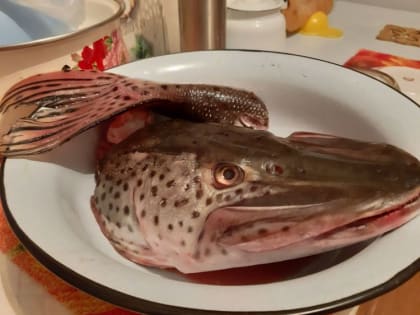 Алексей Рыбный отмечается 25 февраля