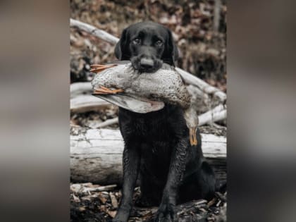 В Приамурье просят охотников поделиться фото убитых птиц. Это важно для науки