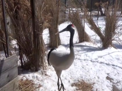 Больше миллиона рублей может заплатить Муравьевский парк за гибель краснокнижных птиц