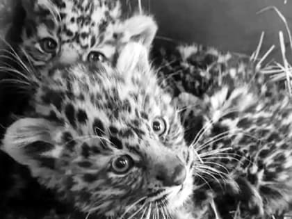 Чуда не случилось: спасенные малыши-леопарды в Приморье скончались из-за болезни