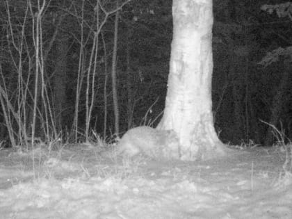Маленького леопарда открыла большой науке фотоловушка в дальневосточном нацпарке