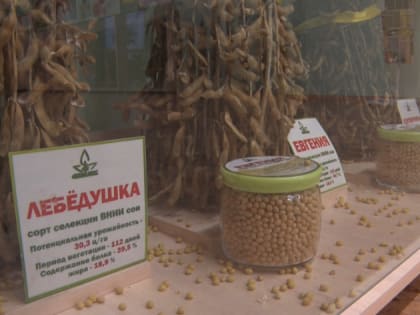 Более сотни сортов сои создали амурские ученые за 55 лет