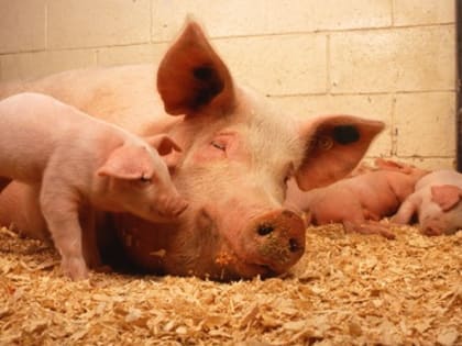 Африканская чума свиней подтверждена в лабораториях России