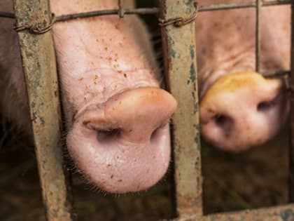 В Приамурье опасаются заноса африканской чумы свиней