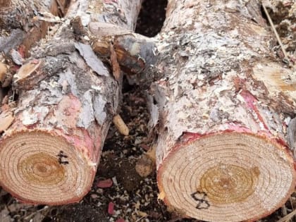 Наломал дров: за незаконную рубку сосен амурчанина отправили за решетку