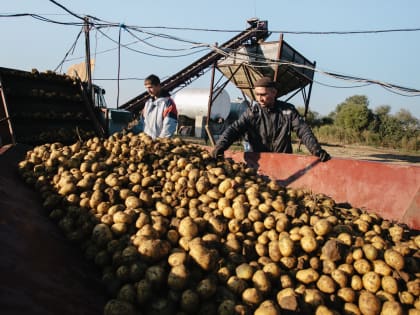 Накормить амурчан местной картошкой