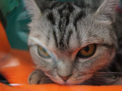 Сотню кошек держала взаперти хозяйка квартиры под Калугой