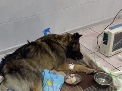 «У нас большой шок»: в Благовещенске сообщили о травле животных в одном из районов (фото, видео 18+)