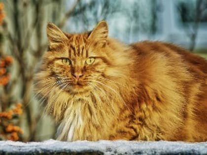 Близнецам надо избавиться от хлама, Львам пора дать свободу своему партнеру