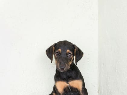 В минувшие выходные в Благовещенске отловили 3 бездомные собаки